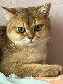 British shorthair Golden