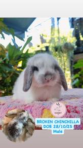 rabbit holland lop netherland dwarf arnab kelinci
