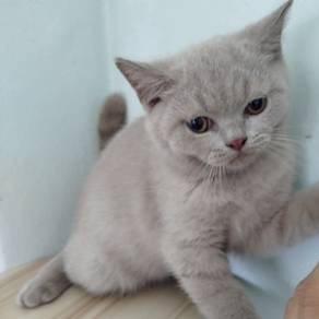 british short hair lilac male