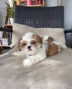 Chirpy Shih Tzu Fluffy Baby Face Puppy Puppy