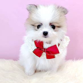Teacup Pomeranian