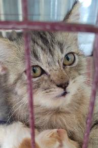 mix persian kitten ready to rehome 