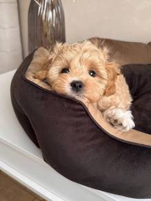 N9264 Heart-stealer Poodle Little Bear Puppy Baby