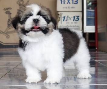 SHIH TZU PUPPIES A333🌻 Small Dog Available
