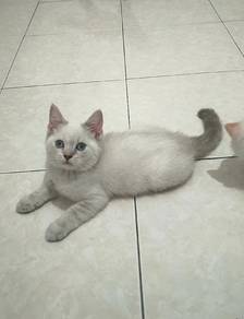 blue eyes kitten