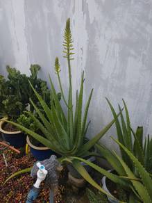 Aloe vera tree in bloom🪷
