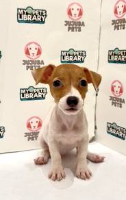 B9 Sweet Jack Russell Dog