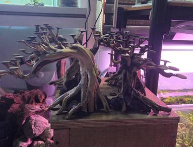 bonsai aquarium aquascape kayu rasamala