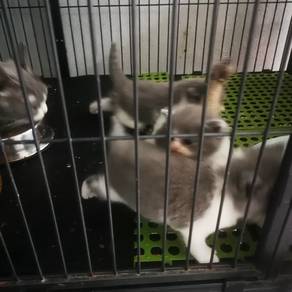 bsh