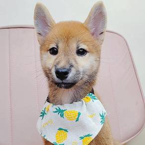Shiba