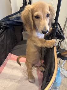 Daschund Mini Cream Long Haired