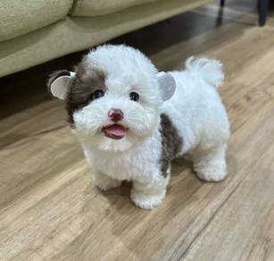 POODLE PUPPIES I167🌻 Tiny-Tea cup Import 