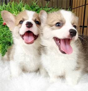 Hall_1D00T happy Welsh Corgi puppies dogs