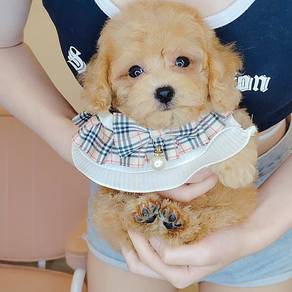 Poodle