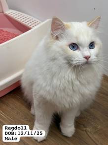 Ragdoll