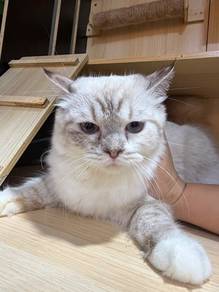 Ragdoll Kitten female for sale