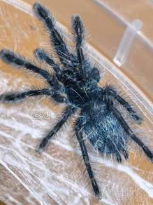 Antilles Pinktoe Tarantula (Caribena Versicolor)
