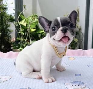 FRENCH BULLDOG PUPPIES 🌻VIP64 Girl