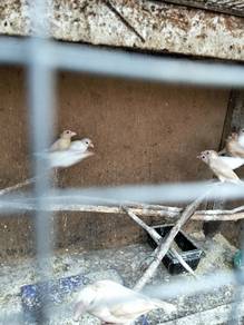 burung jawa sprow