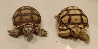 Sulcata Tortoise