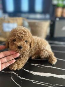 poodle 
