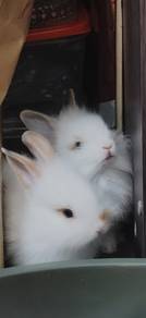 Bunnies for SALE!!!