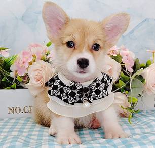 Welsh Corgi