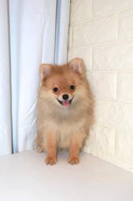 J0676 Pomeranian Lovely Puffy Coat Family Dog