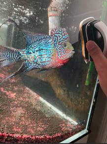 flowerhorn kamfa f2
