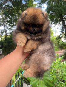 POMERANIAN PUPPIES A263 🌻 Sort of shine Girl