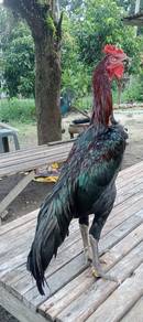 ayam