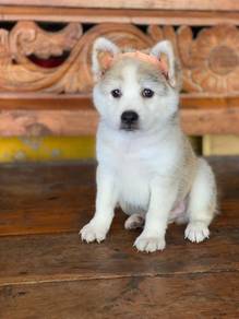 Husky mix golden retriever