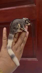 sugar glider ringtail male