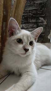 anak kucing kitten putih kucing siam
