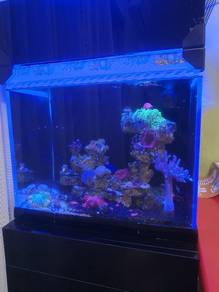 fish dan coral 