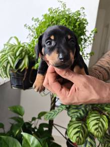 Dachshund black colour&