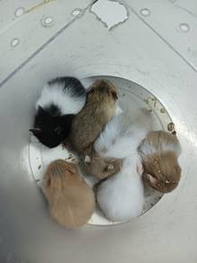 hamster syrian 