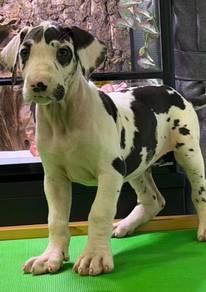 Great Dane