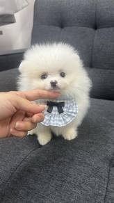 博美男
Pomeranian 
Male
M-292
Dob : 08-04-26
