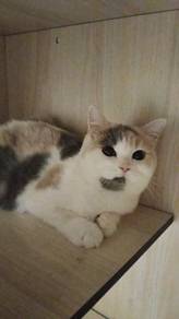 Cat rehome