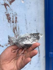 Burung cockateil