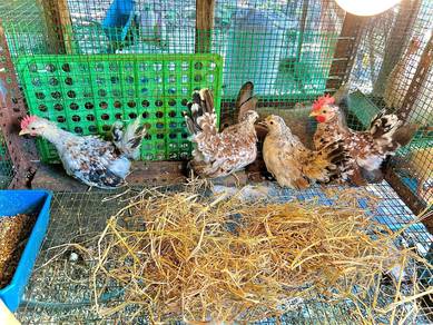 ayam japanese bantam 