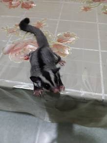 sugar glider