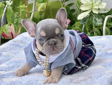 FRENCH BULLDOG PUPPIES 🌻S217 Boy~Girl