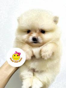 GG_9911 TINY Pomeranian thick haired puppy
