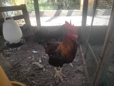 ayam kampung asli induk