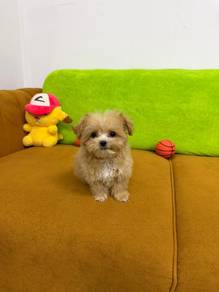 Maltipoo