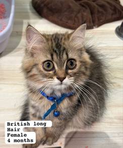 British Long Hair