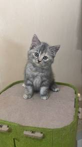 cat for adopt