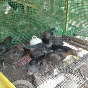 Ayam Cemani